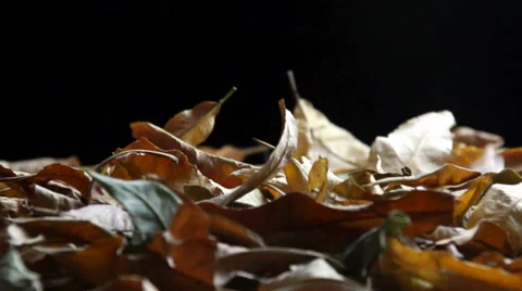 Leaves falling in the night Video stock 35765510