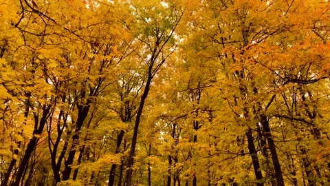 Leaves Falling in Orange Forest Stock Footage 218992117