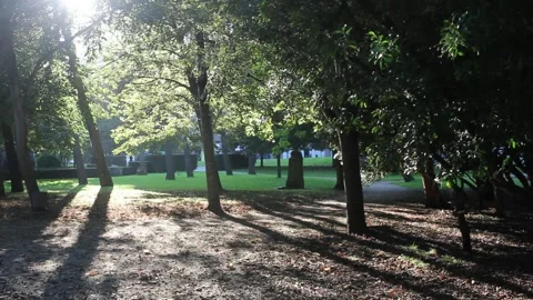 Leaves falling in a park on an autumn sunset Stock Footage 288674841