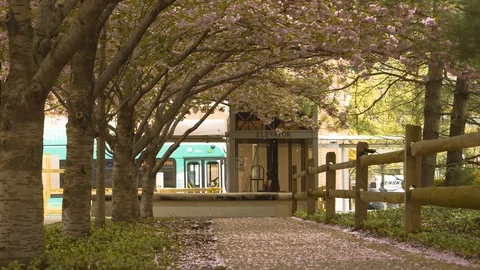 Leaves falling in a park in Washington DC during spring Stock Footage 106897841