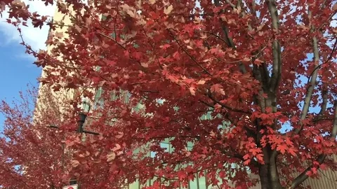 Leaves Falling Off of Red Tree in Slow Motion Video stock 81374160
