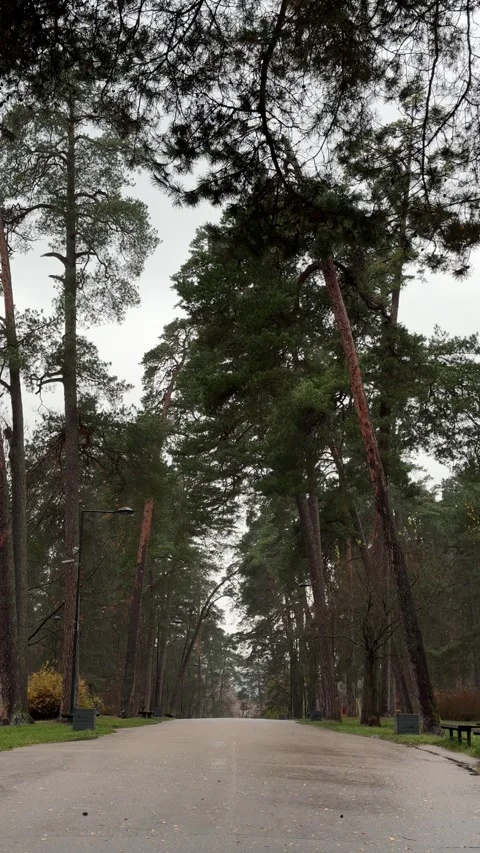 Leaves falling on road in park. Vertical video Stock Footage 257351137