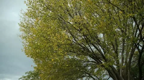 Leaves Falling in Slow Motion 1 스톡 동영상 12531597