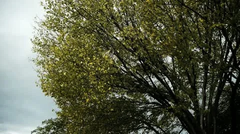 Leaves Falling in Slow Motion 1, Color Corrected Video stock 12531638