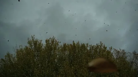 Leaves Falling in Slow Motion 2 Video stock 12531648