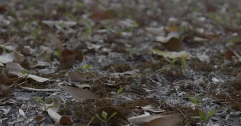 Leaves Falling in slow motion Stock Footage 47122651