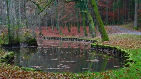 Leaves falling into small beautiful lake in Brdo park, Slovenia Stock Footage 142968086