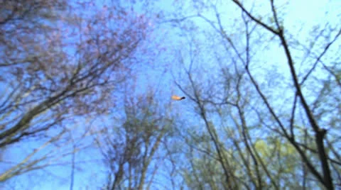 Leaves falling in spring Stock Footage 23196872