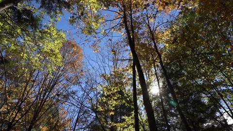 Leaves falling in the sunlight Video stock 72321441