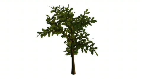 Leaves falling from tree animation Stock Footage 335084