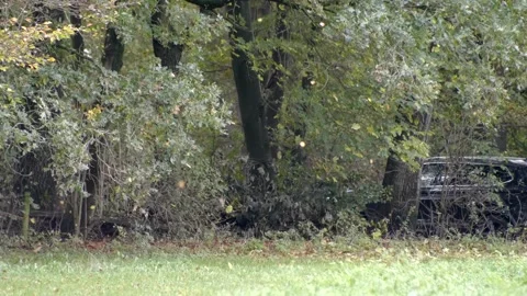 Leaves falling from the tree in autumn. 库存影片 145127411