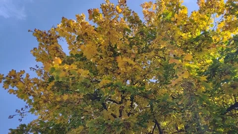 Leaves falling from a tree in autumn. in Romania Video stock 220454549