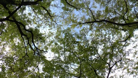 Leaves falling From The Tree Canopy Stock Footage 98793626