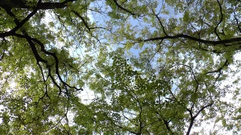 Leaves falling From The Tree Canopy Time Lapse Stock Footage 98793384