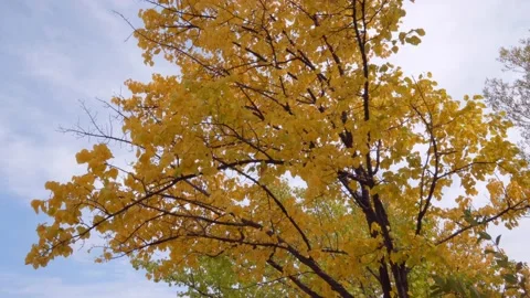 Leaves falling from a tree due to wind in autumn Stock Footage 171164532