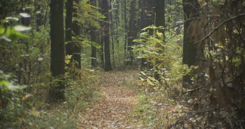 Leaves falling from tree by fall 4K video Stock Footage 320519303