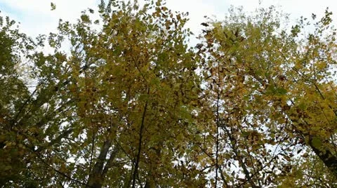 Leaves Falling From Tree Stock Footage 10940124