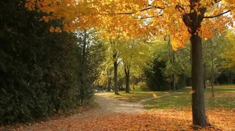 Leaves falling from a tree Stock Footage 12377409