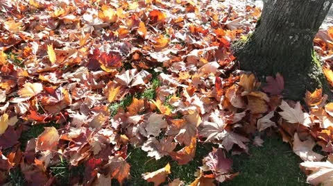 Leaves Falling From Tree Stock Footage 20483084