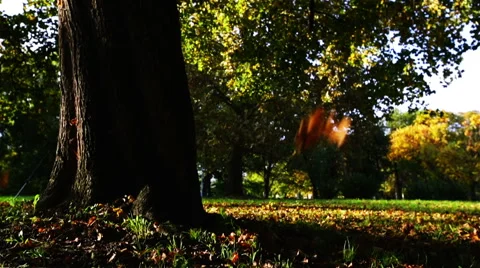 Leaves falling of the tree Stock Footage 56075985