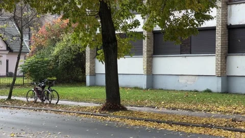 Leaves falling from tree on the road in Vilnius, Lithuania Video stock 219314756