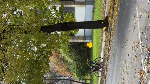 Leaves falling from tree on the road in Vilnius, Lithuania. Vertical footage Stock Footage 219497523
