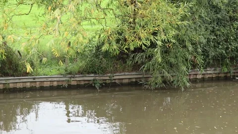 Leaves falling from a tree on a shimmering lake Video stock 138940635