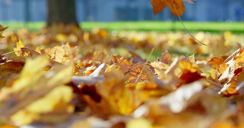 Leaves Falling Off The Tree On The Sunny Autumn Day Stock Footage 75333264