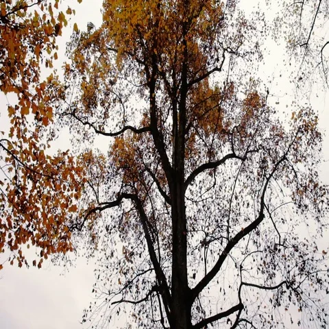 Leaves falling from the trees in autumn 2 Stock-Footage 69488205