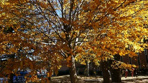 Leaves falling from trees in Autumn on a college campus Stock Footage 81008929