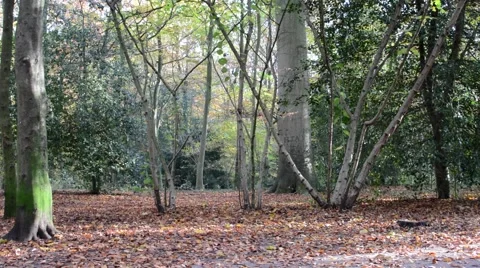 Leaves falling from the trees in the autumn forest Stock Footage 45830157