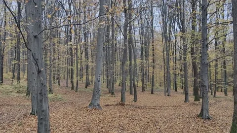Leaves falling from trees in autumn forest. Maramures, Romania, in November Video stock 220614709