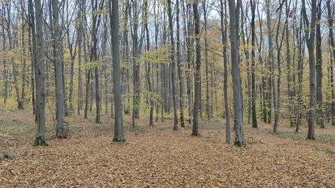 Leaves falling from trees in autumn forest. Maramures, Romania, in November Stock Footage 220614712