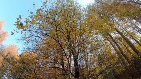 Leaves falling from the trees, autumn landscape Stock Footage 112096098
