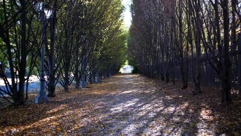 Leaves falling from trees in autumn. Tree lined pedestrian zone. Video stock 169107041