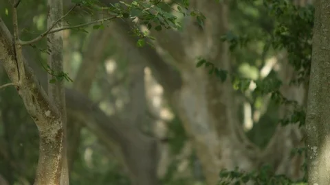 Leaves falling off trees in Ethiopia Stock Footage 79577733