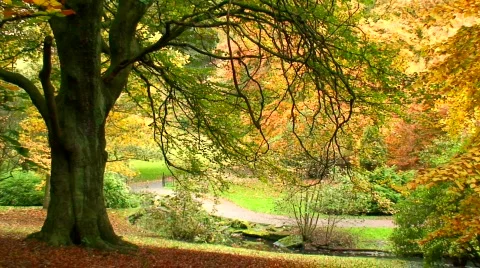 Leaves falling from trees in fall. HD 1080i 스톡 동영상 87954