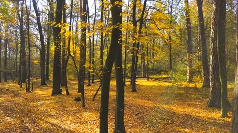 Leaves falling from trees. Flying along the forest trunks. Vidéo 81616046