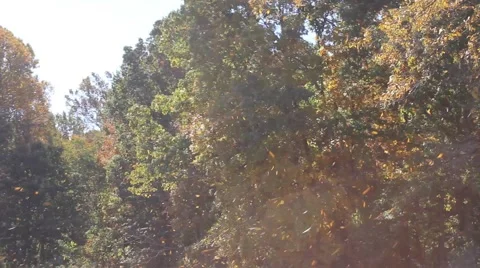 Leaves falling from trees Stock Footage 44447231