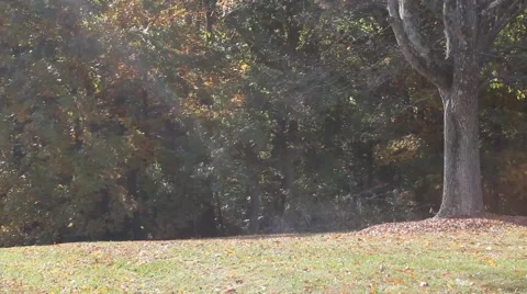 Leaves falling from trees Stock Footage 44447248