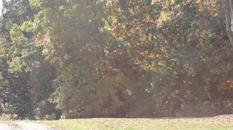 Leaves falling from trees Stock Footage 44447268