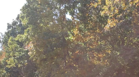 Leaves falling from trees Stock Footage 44447279