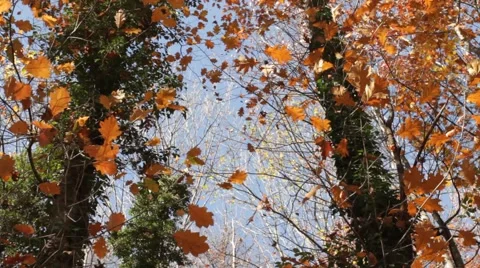 Leaves falling from trees Stock Footage 56773461