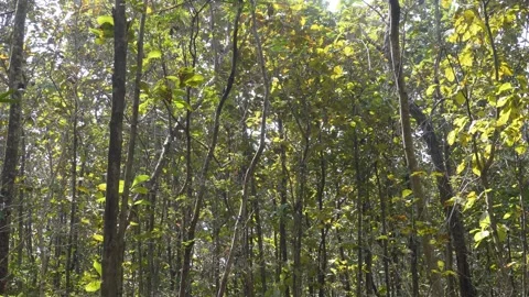 Leaves falling from trees Stock Footage 332570596