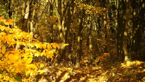 Leaves falling from trees in forest autumn Stock Footage 83096414