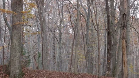 Leaves falling from trees in forest in late autumn Stock Footage 264477683