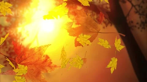 Leaves falling from trees in a forest on a sunny autumn day 스톡 동영상 220097111