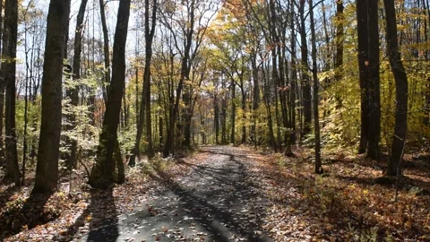 Leaves falling from trees on a quiet road Stockbeeldmateriaal 139075573