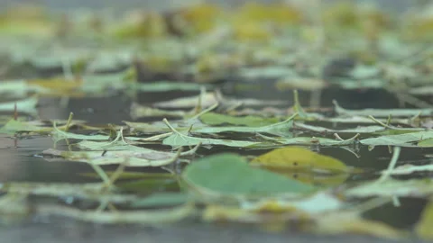 Leaves falling into the water Stock Footage 91950117