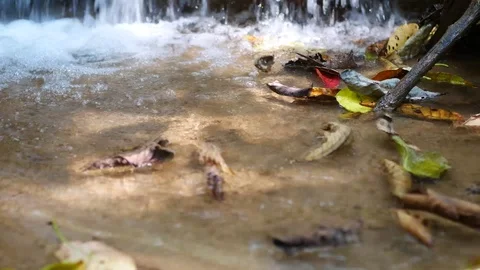 Leaves falling into the water Vídeos de archivo 103359476